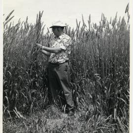 Rodger Claydon examining growing wheat