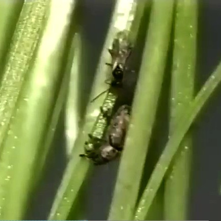 Argentine Stem Weevil promo: getting even