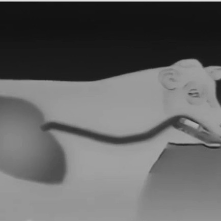 Rumensin Anti Bloat Capsule