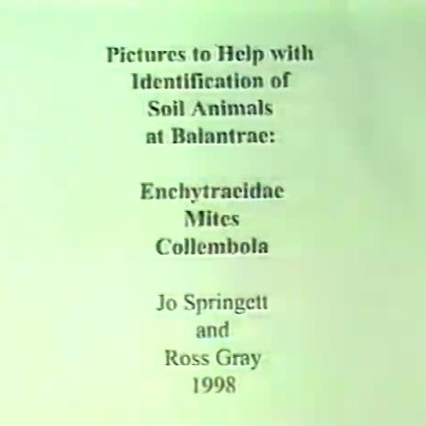 Training video: Pictures of Enchytraeidae, Mites and Collembola