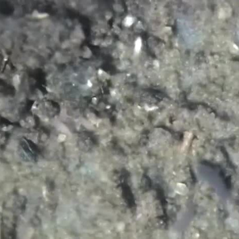 Live compost and Ballantrae bush litter