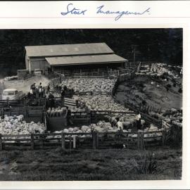 Sheep in farm yard pens