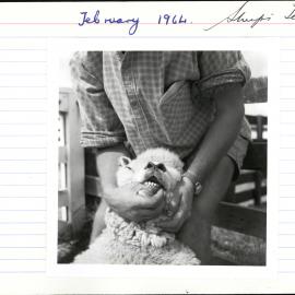 Sheep's teeth. 1. Four year old