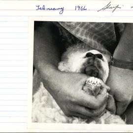 Sheep's teeth. 2. Long