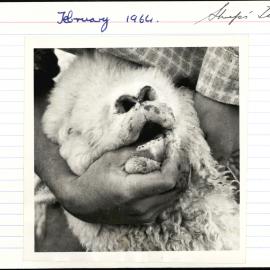 Sheep's teeth. 3. Short