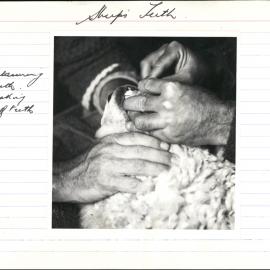 Sheep's teeth. 4. Filing