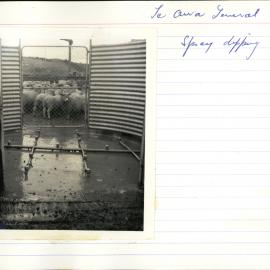 Spray dipping. 2. Sheep in holding area outside spray pen