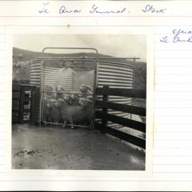 Spray dipping. 3. Sheep in spray pen