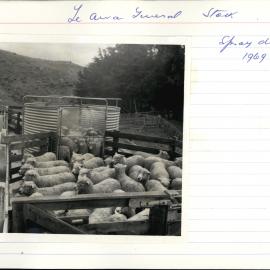 Spray dipping. 4. Sheep inside, and penned outside the spray pen