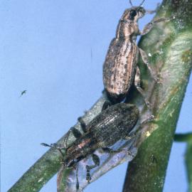 Clover root weevils: adults