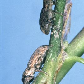 Clover root weevils: on a stem