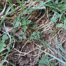 Damaged white clover 