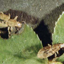 Clover root weevils eating white clover