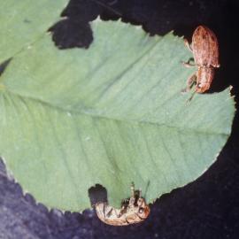 Clover root weevils on the edge of a white clover leaf 