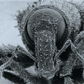 Clover root weevil: large