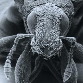 Clover root weevil: medium