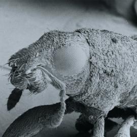 Clover root weevil: small