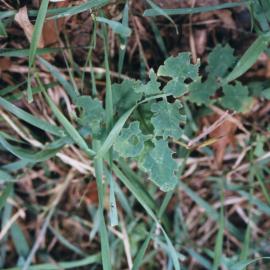 Damaged white clover: close-up