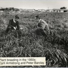Cyril Armstrong and Peter Barclay examining grass in a field