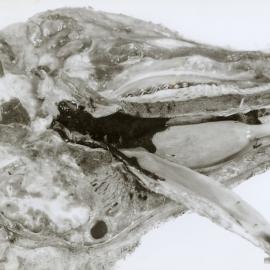 Pithomyces chartarum