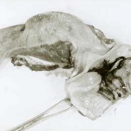 Tongue, larynx and upper trachea of a sheep with spores