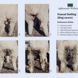 Faecal soiling (dag score)