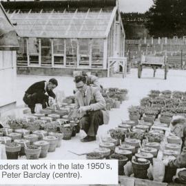 Plant breeders at work