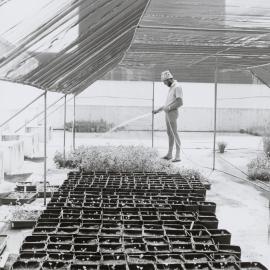 Watering seedlings