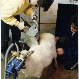 Goat shearing
