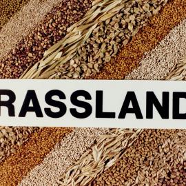 Grasslands name as a logo