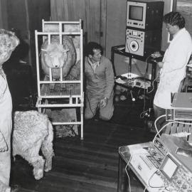 Multiple pregnancy testing in sheep. 4.