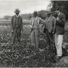 Grasslands plots at Hardie Street site 