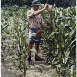Howard Eagles measuring growing maize