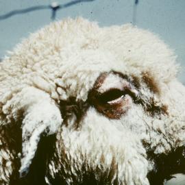 Typical symptoms of facial eczema (FE)