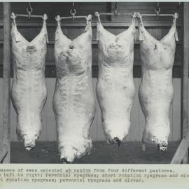 Ewe carcasses showing variation from ryegrass diets 