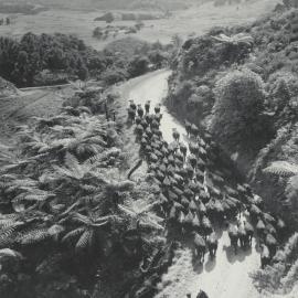 Cattle being driven up Bothwell's Hill