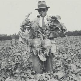 Male in field holding two giant swedes