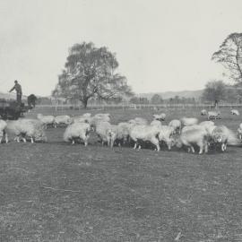 Taita Experimental Station. 5.