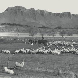 Taita Experimental Station. 6.