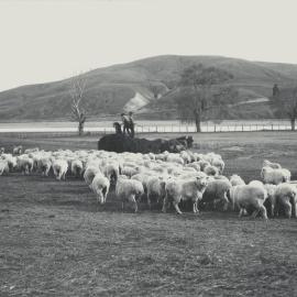 Taita Experimental Station. 8.