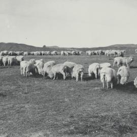 Taita Experimental Station. 9.