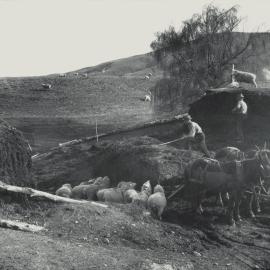 Taita Experimental Station. 10.