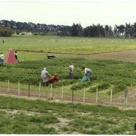 Rodger Claydon working on a plot: distance view