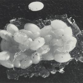 White Fringed Weevil eggs