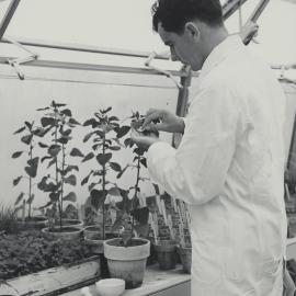 Plant innoculation with virus