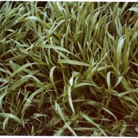 Prairie grass on Rawhiti Station: close up