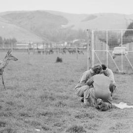 Early deer on the flat