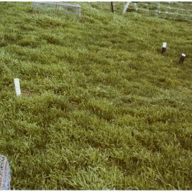 Mature prairie grass on Rawhiti Station 