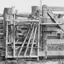 Animal chute head-gate