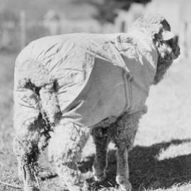 Sheep wearing a covering